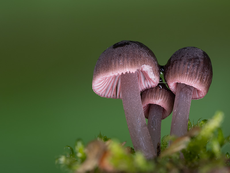Mycena rubromarginata